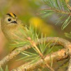 Kralicek obecny - Regulus regulus - Goldcrest 5424